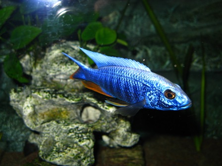 2011121175846_Acquario 2 107.jpg